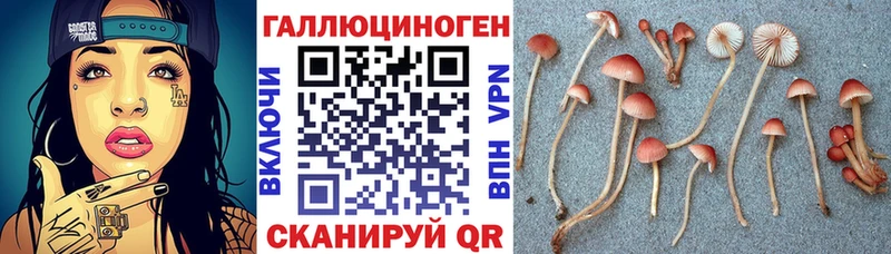 Галлюциногенные грибы Psilocybe  Купить закладки  Амурск 